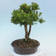 Vonkajšie bonsai - Buxus microphylla - krušpán - 2/5