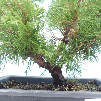 Vonkajšie bonsai - Juniperus chinensis Itoigawa-Jalovec čínsky VB2019-261001 - 2