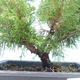 Vonkajšie bonsai - Juniperus chinensis Itoigawa-Jalovec čínsky VB2019-261001 - 2/2