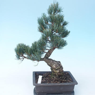 Pinus parviflora - borovica drobnokvetá VB2020-118 - 2