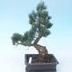 Pinus parviflora - borovica drobnokvetá VB2020-118 - 2/3