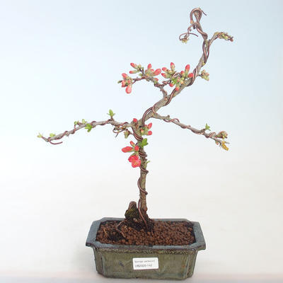 Vonkajšie bonsai - Chaenomeles špec. Rubra - Dulovec VB2020-142 - 2