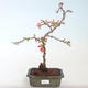 Vonkajšie bonsai - Chaenomeles špec. Rubra - Dulovec VB2020-142 - 2/3