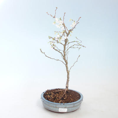 Vonkajšie bonsai - Prunus in Kojonno mai-Slivio - Slivka VB2020-157 - 2