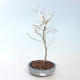 Vonkajšie bonsai - Prunus in Kojonno mai-Slivio - Slivka VB2020-157 - 2/2