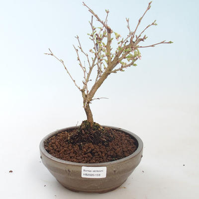Vonkajšie bonsai - Prunus in Kojonno mai-Slivio - Slivka VB2020-159 - 2