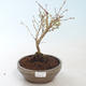 Vonkajšie bonsai - Prunus in Kojonno mai-Slivio - Slivka VB2020-159 - 2/2