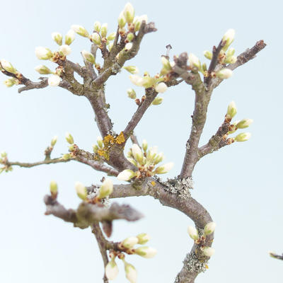 Vonkajšie bonsai - Prunus spinosa - Trnka - 2