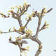 Vonkajšie bonsai - Prunus spinosa - Trnka - 2/2
