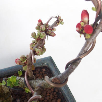 Vonkajšie bonsai - Chaenomeles špec. Rubra - Dulovec VB2020-144 - 2