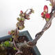 Vonkajšie bonsai - Chaenomeles špec. Rubra - Dulovec VB2020-144 - 2/3