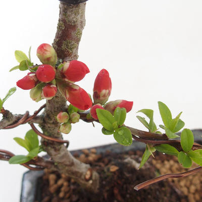 Vonkajšie bonsai - Chaenomeles špec. Rubra - Dulovec VB2020-145 - 2