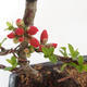 Vonkajšie bonsai - Chaenomeles špec. Rubra - Dulovec VB2020-145 - 2/3