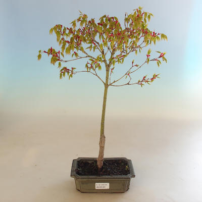 Acer palmatum aureum - Javor dlaňolistý zlatý VB2020-469 - 2