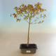 Acer palmatum aureum - Javor dlaňolistý zlatý VB2020-469 - 2/4