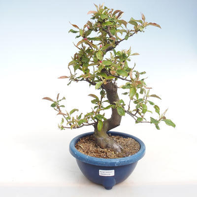Servis bonsai - Pseudocydonia sinensis - Dula čínska VB2020-416 - 2