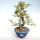 Servis bonsai - Pseudocydonia sinensis - Dula čínska VB2020-416 - 2/2