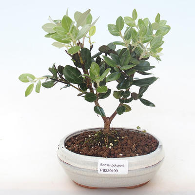 Pokojová bonsai - Metrosideros excelsa - Železnatec ztepilý PB220499 - 2