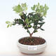 Pokojová bonsai - Metrosideros excelsa - Železnatec ztepilý PB220499 - 2/3