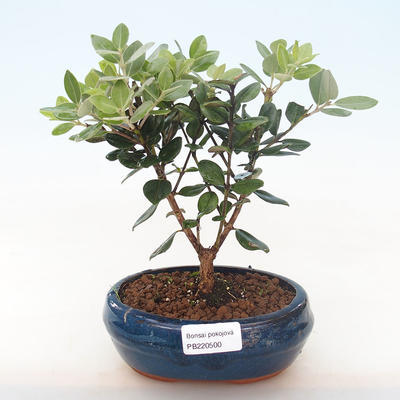 Pokojová bonsai - Metrosideros excelsa - Železnatec ztepilý PB220500 - 2