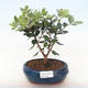 Pokojová bonsai - Metrosideros excelsa - Železnatec ztepilý PB220500 - 2/3