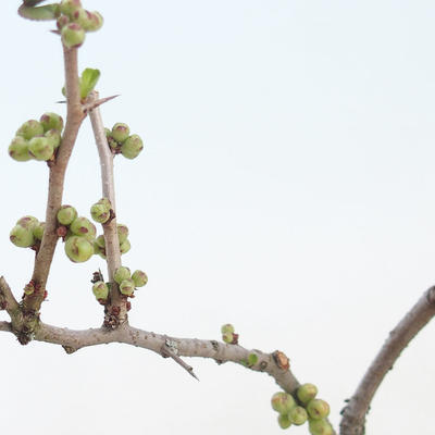 Vonkajšie bonsai - Chaenomeles sup. jet trail - Dulovec biely VB2020-153 - 2
