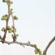 Vonkajšie bonsai - Chaenomeles sup. jet trail - Dulovec biely VB2020-153 - 2/4