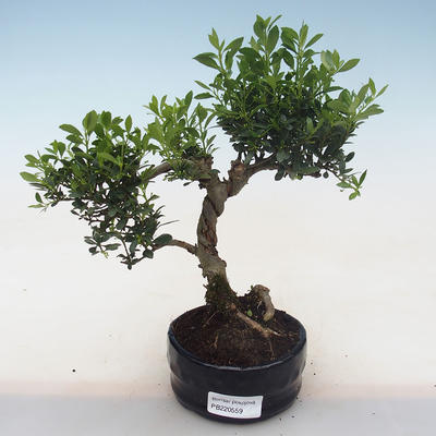 Pokojová bonsai - Ilex crenata - Cesmína PB220559 - 2