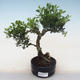 Pokojová bonsai - Ilex crenata - Cesmína PB220559 - 2/2