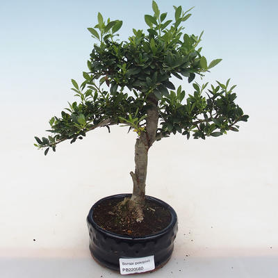 Pokojová bonsai - Ilex crenata - Cesmína PB220560 - 2