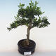 Pokojová bonsai - Ilex crenata - Cesmína PB220560 - 2/2