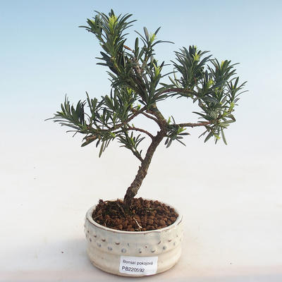 Pokojová bonsai - Podocarpus - Kamenný tis PB220592 - 2