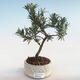 Pokojová bonsai - Podocarpus - Kamenný tis PB220592 - 2/2