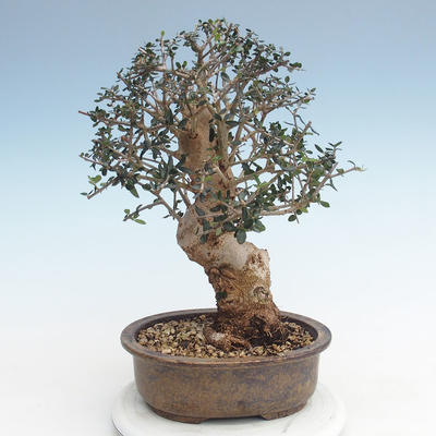 Pokojová bonsai - Olea europaea sylvestris -Oliva evropská drobnolistá PB220625 - 2