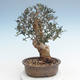 Pokojová bonsai - Olea europaea sylvestris -Oliva evropská drobnolistá PB220625 - 2/5
