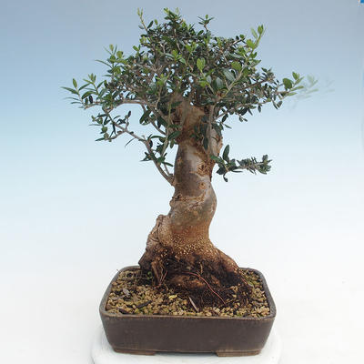 Pokojová bonsai - Olea europaea sylvestris -Oliva evropská drobnolistá PB220628 - 2
