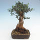 Pokojová bonsai - Olea europaea sylvestris -Oliva evropská drobnolistá PB220628 - 2/5