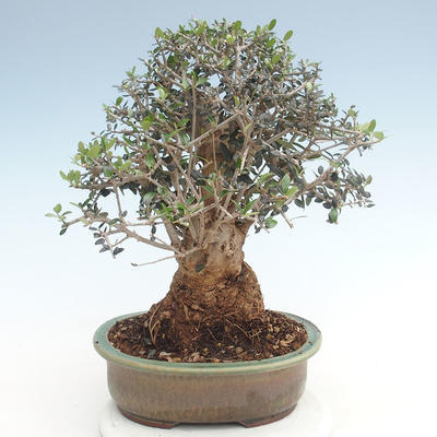 Pokojová bonsai - Olea europaea sylvestris -Oliva evropská drobnolistá PB220631 - 2
