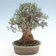 Pokojová bonsai - Olea europaea sylvestris -Oliva evropská drobnolistá PB220631 - 2/5