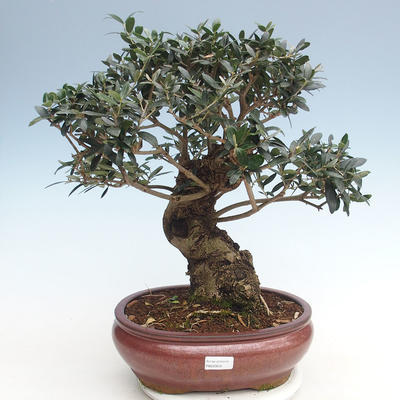 Pokojová bonsai - Olea europaea sylvestris -Oliva evropská drobnolistá PB220635 - 2