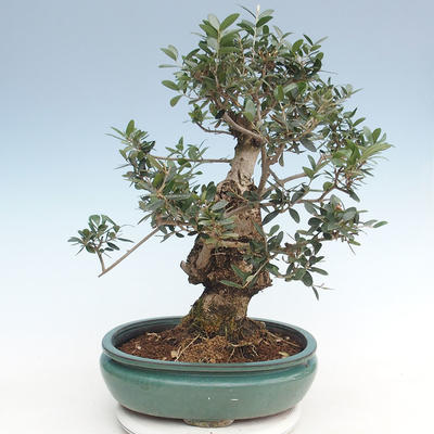 Pokojová bonsai - Olea europaea sylvestris -Oliva evropská drobnolistá PB220636 - 2