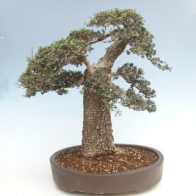 Pokojová bonsai - Olea europaea sylvestris -Oliva evropská drobnolistá PB220640 - 2