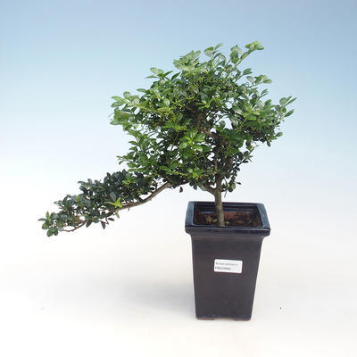 Pokojová bonsai - Ilex crenata - Cesmína PB220662 - 2