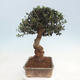 Izbová bonsai - Olea europaea sylvestris -Oliva evropská drobnolistá - 2/6