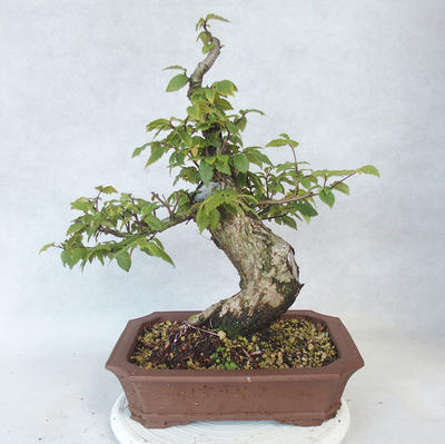 Vonkajšia bonsai-Ulmus glabra-brest tuhý - 2