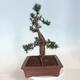 Vonkajší bonsai - Taxus cuspidata - Tis japonský - 2/6