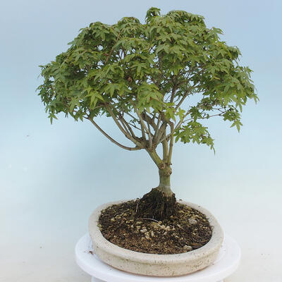 Acer palmatum KIOHIME - Javor dlaňolistý - 2