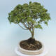 Acer palmatum KIOHIME - Javor dlaňolistý - 2/5
