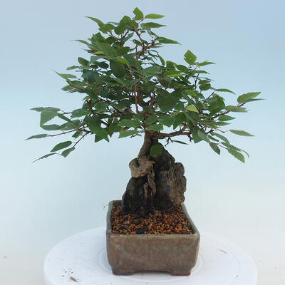 Vonkajší bonsai -Carpinus CARPINOIDES - Hrab kórejský - 2