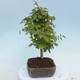 Vonkajšie bonsai - Carpinus CARPINOIDES - Hrab kórejský - 2/4